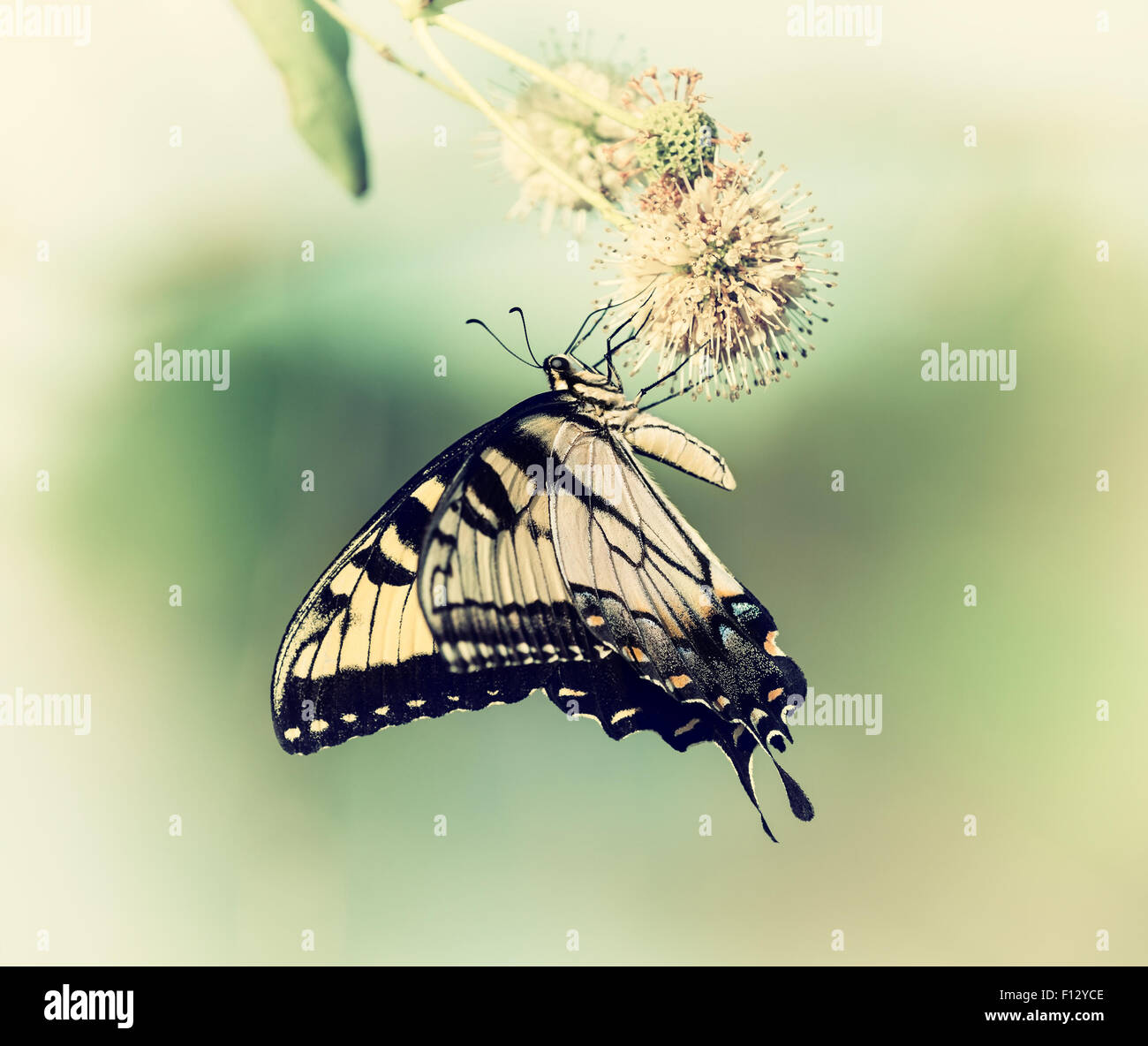 Orientale a coda di rondine di Tiger butterfly (Papilio glaucus) alimentazione su buttonbush fiori Foto Stock