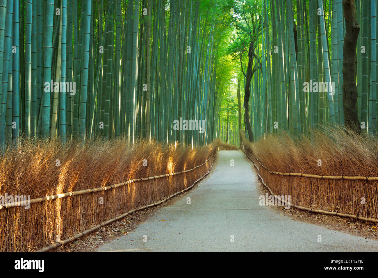 Un percorso attraverso una foresta di bamboo. Fotografato alla Arashiyama boschetto di bambù vicino a Kyoto, Giappone. Foto Stock