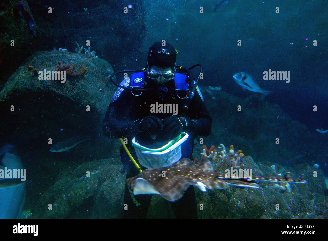 Scuba Diver alimentando il pesce presso il National Marine Aquarium , Plymouth, Devon, Inghilterra, Regno Unito. Foto Stock