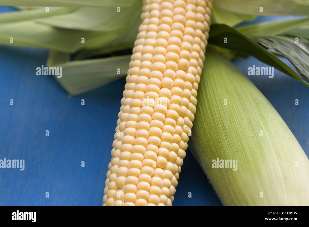 Zea mays. Appena raccolto sulla pannocchia di mais su uno sfondo blu. Foto Stock
