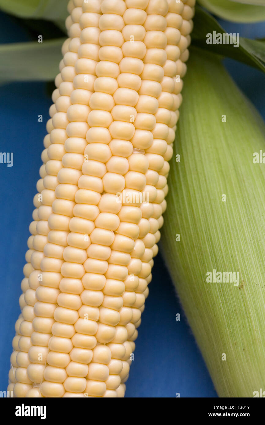 Zea mays. Appena raccolto sulla pannocchia di mais su uno sfondo blu. Foto Stock