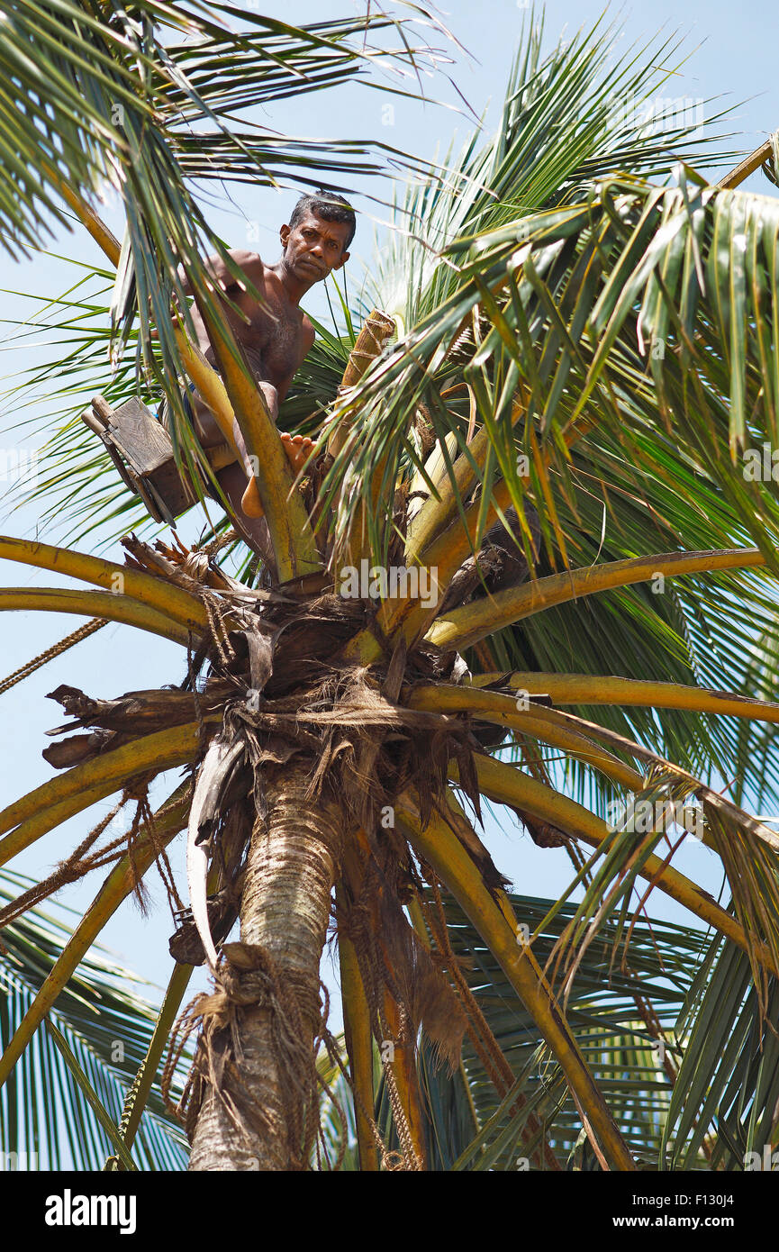 Toddy maschiatore su albero di cocco raccolta succo di Palm, Wadduwa, provincia occidentale, Ceylon, Sri Lanka Foto Stock