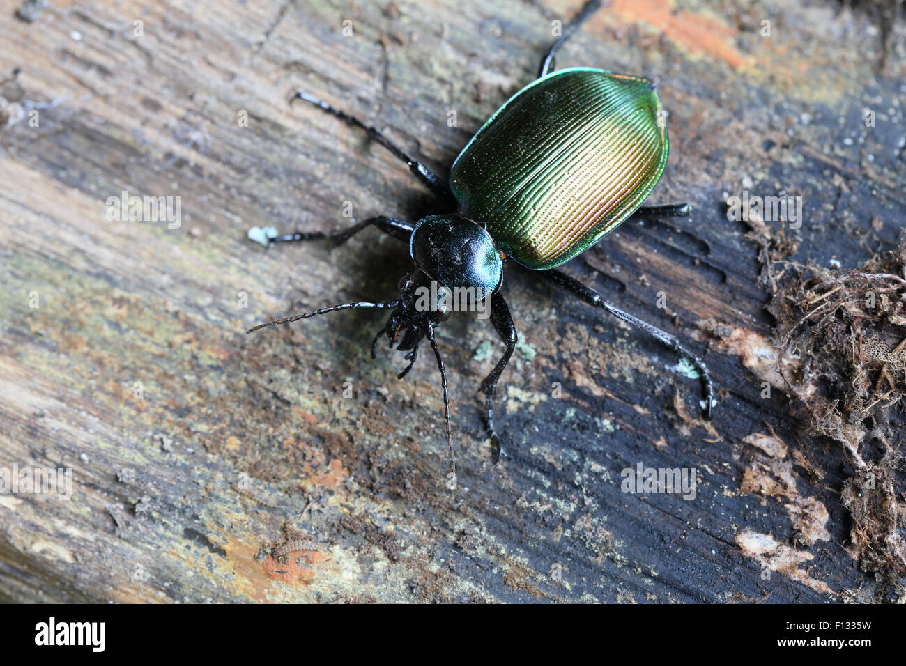 Forest Caterpillar Hunter (Calosoma sycophanta) Foto Stock