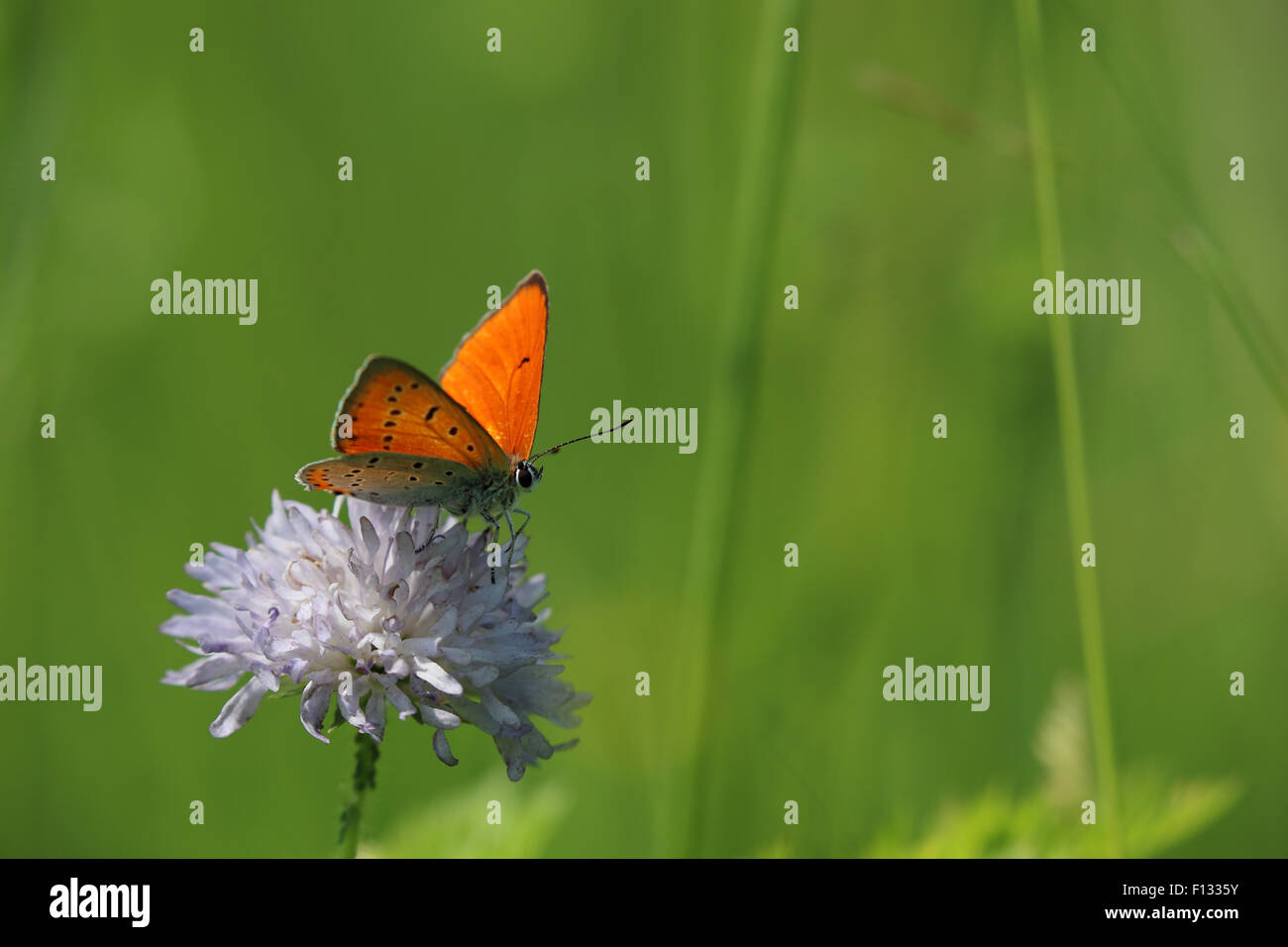 Maschio in rame di grandi dimensioni (Lycaena dispar) Foto Stock