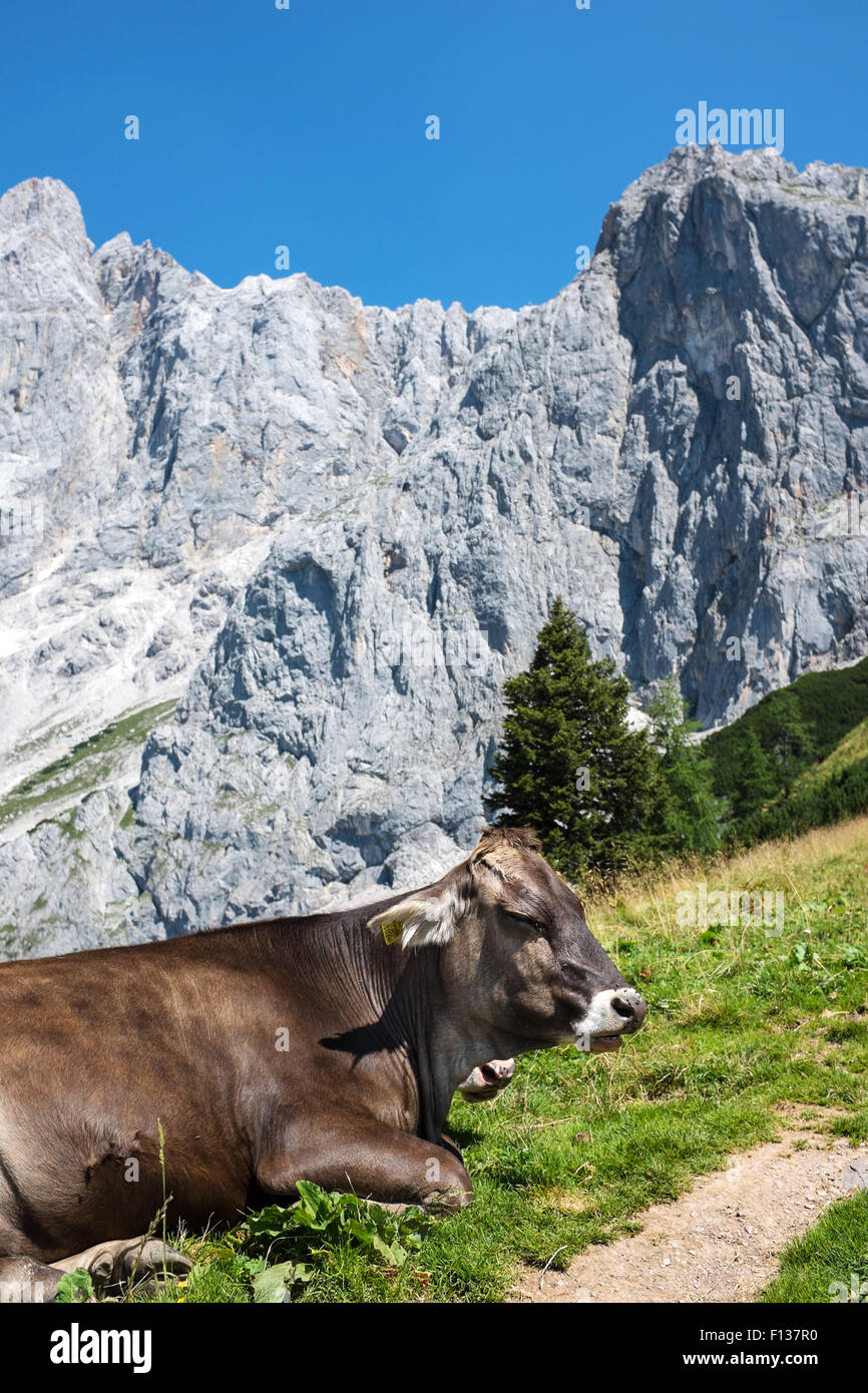 Una mucca nelle Alpi, Dachstein, Austria Foto Stock