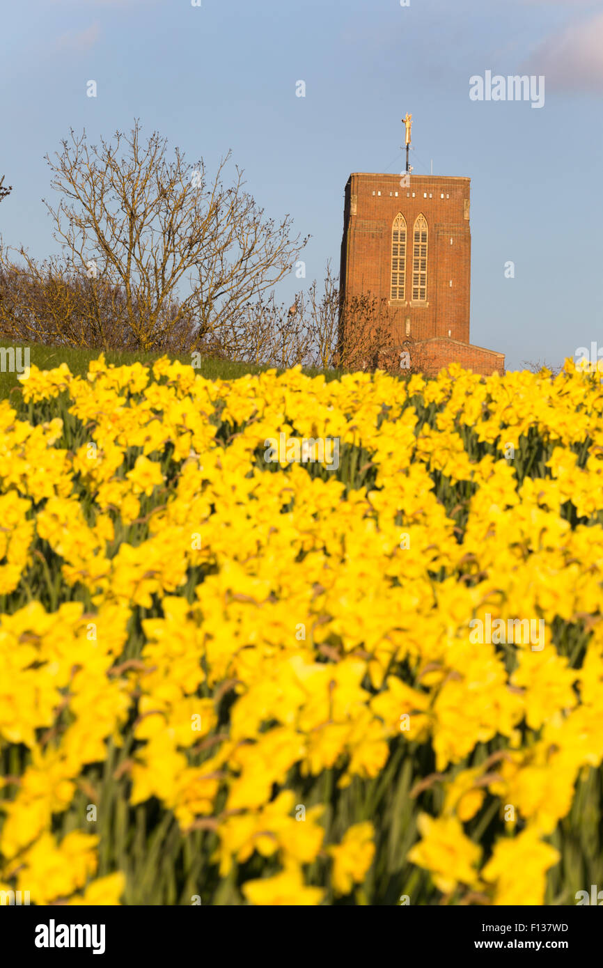 Un basso vista della Cattedrale di Guildford in primavera la luce del sole attraverso un campo di narcisi Foto Stock