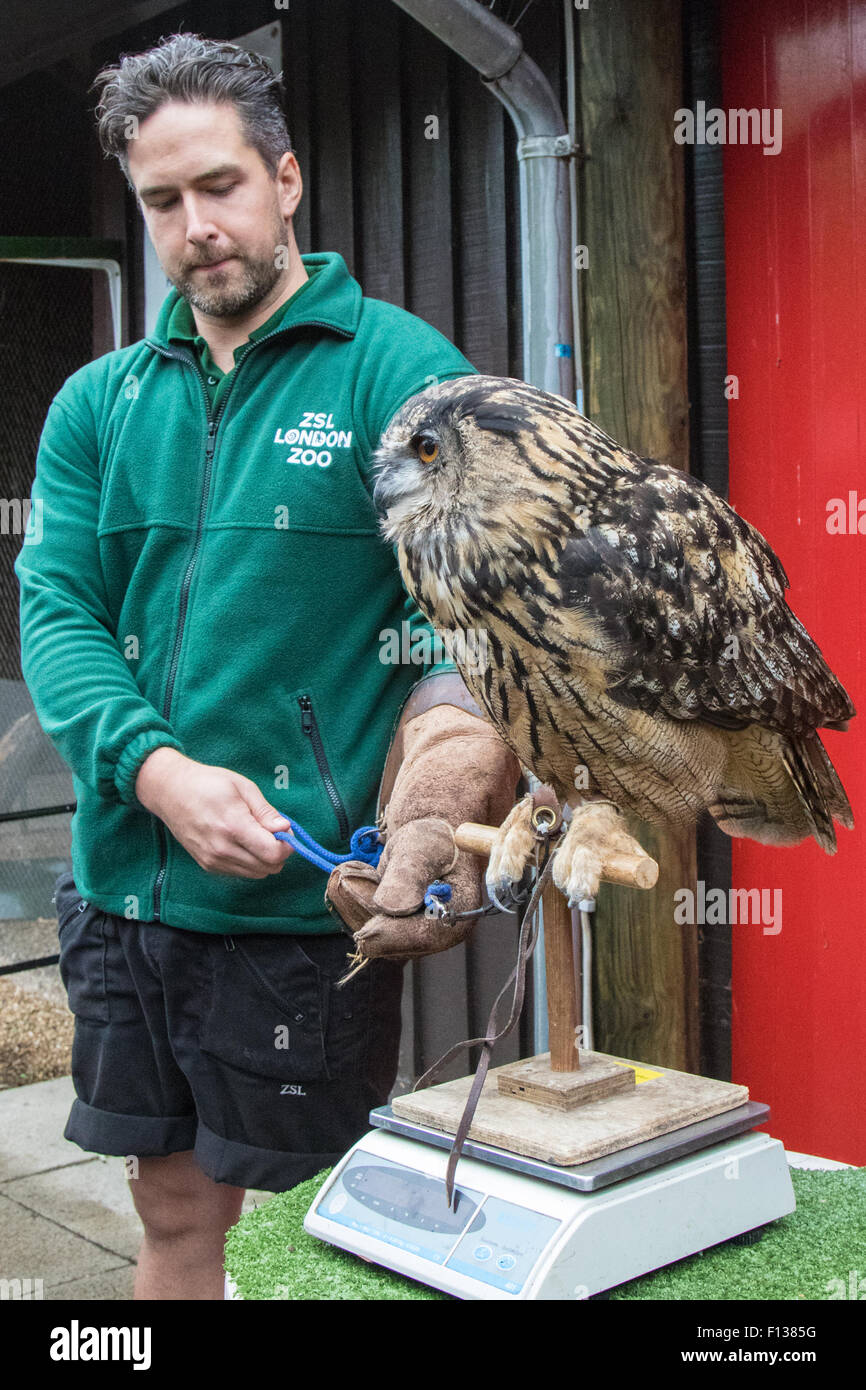 Londra, Regno Unito. 26 Agosto, 2015. ZSL Londra, 26 agosto 2015. Zookeeper concedere Kother pesa 1,9 kg Gufo Reale di nome Max come ZSL Londra mantiene la sua annuale pesa di animali. Credito: Paolo Davey/Alamy Live News Foto Stock