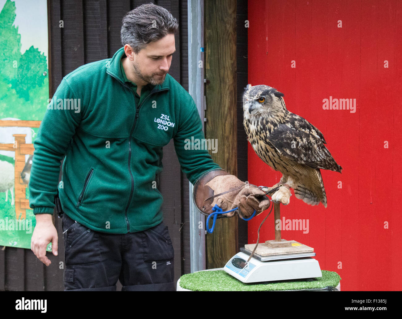 Londra, Regno Unito. 26 Agosto, 2015. ZSL Londra, 26 agosto 2015. Zookeeper concedere Kother pesa 1,9 kg Gufo Reale di nome Max come ZSL Londra mantiene la sua annuale pesa di animali. Credito: Paolo Davey/Alamy Live News Foto Stock