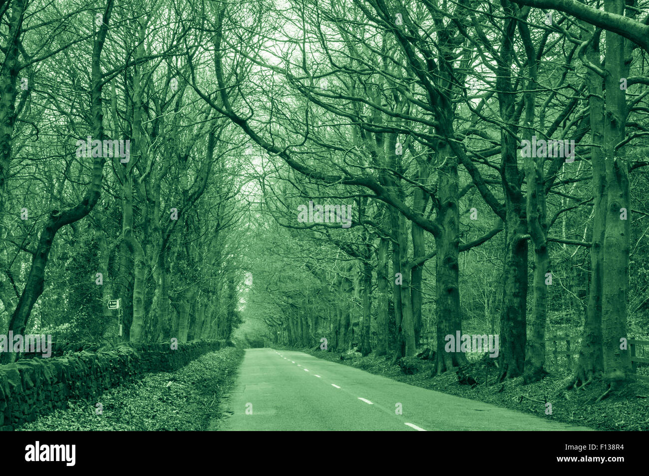 Il male al verde dei boschi di alberi dello Yorkshire Yorkshire vita selvaggia nella primavera Ray Boswell Foto Stock