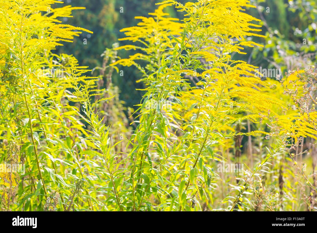 Bel colore giallo oro fiori che sbocciano. Bellissimi fiori d'autunno. Foto Stock