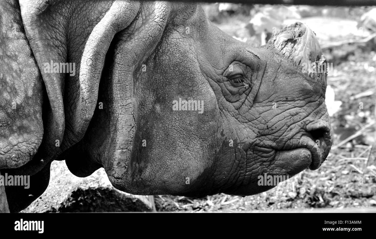 Rhinoceros Close Up in bianco e nero Foto Stock