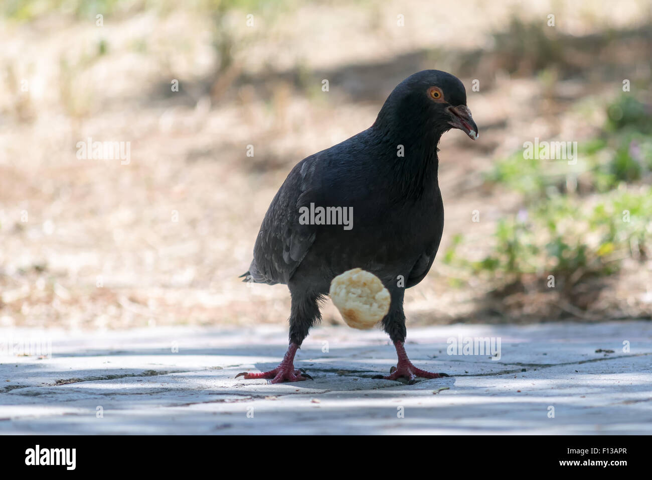 Pigeon mordere e mangiare una bobina. Foto Stock