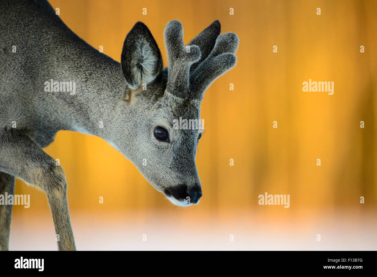 Il capriolo (Capreolus capreolus) buck, Vesneri, in Estonia, a marzo. Vincitore dell'animale storie portafoglio nella natura Melvita immagini concorso a premi 2014. Foto Stock