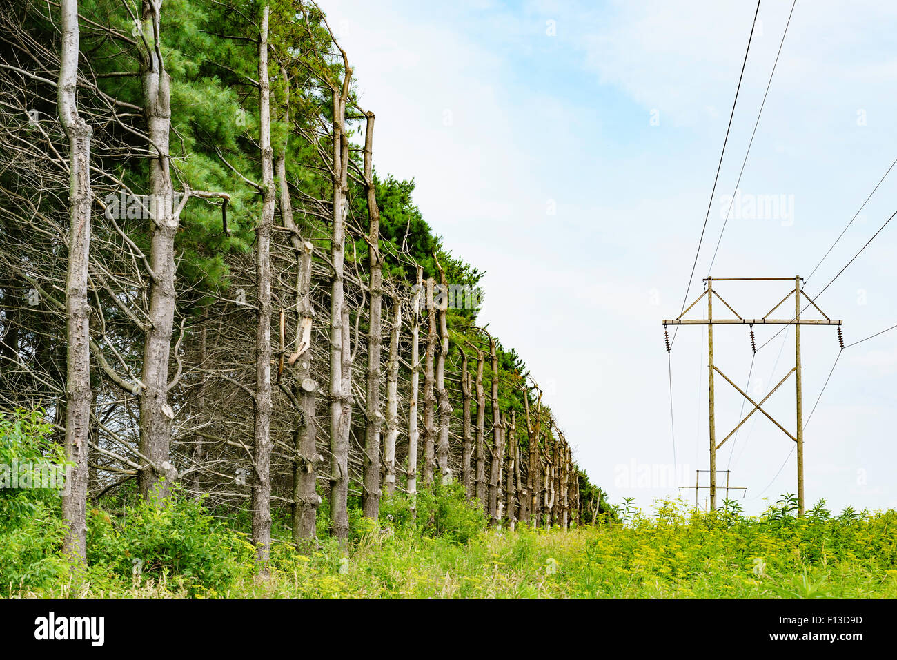 Le linee di alimentazione che corre attraverso una foresta di potatura di alberi di pino, Illinois, Stati Uniti d'America Foto Stock