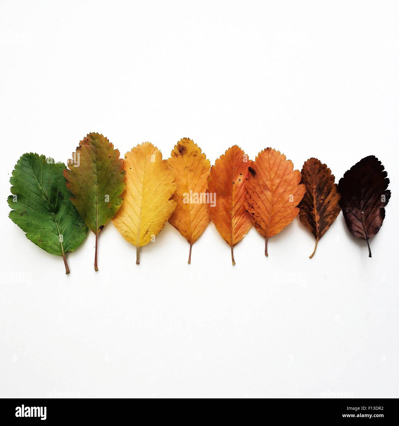 Colorato Foglie di autunno in una riga Foto Stock