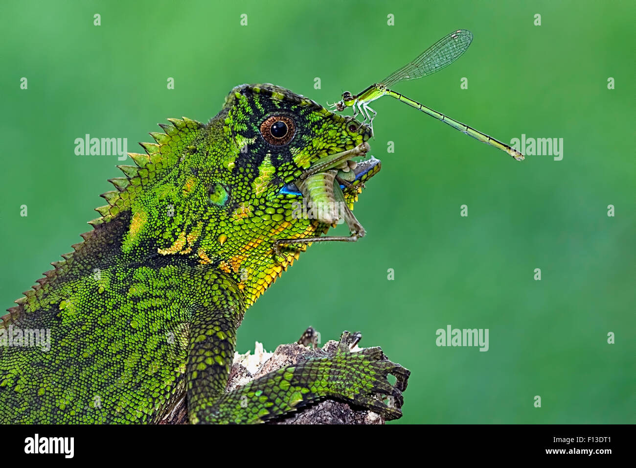 Dragonfly seduta sul naso di un camaleonte di alimentazione Foto Stock