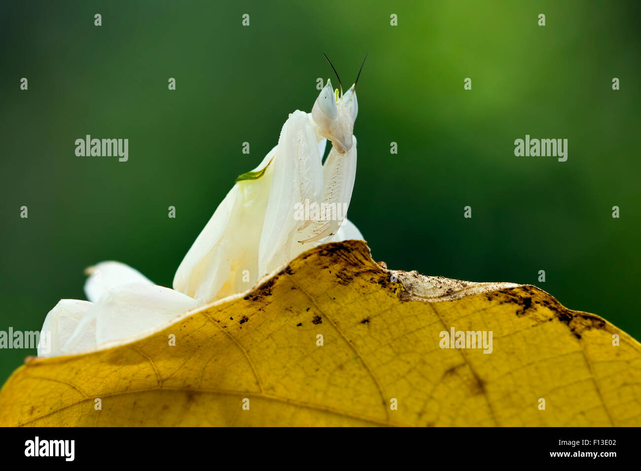 Orchid mantis seduto su una foglia Foto Stock
