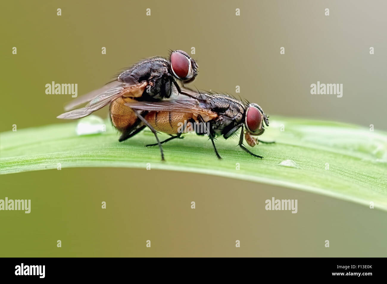 Primo piano di due Houseflies coniugata sulla lamina Foto Stock
