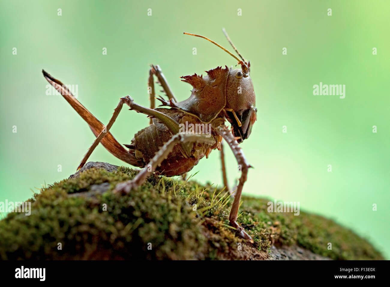 Ritratto di grasshopper Foto Stock