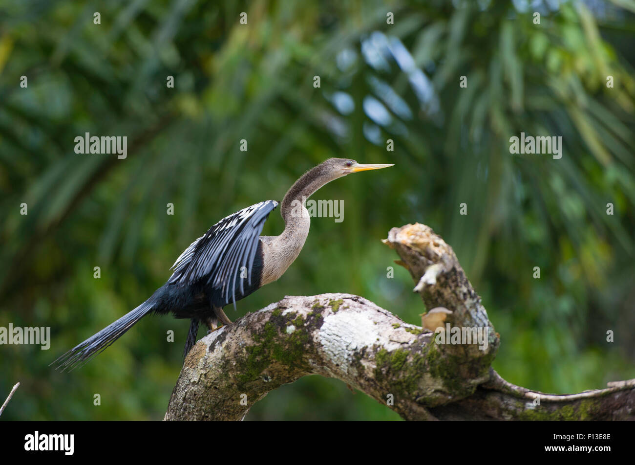 La fauna selvatica in Costa Rica, uccello tropicale Anhinga. Rufous Darter o snakebird su un ramo morto in natura. Foto Stock
