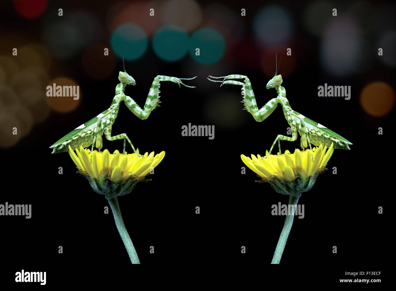 Due mantis seduti sui fiori combattimenti, Indonesia Foto Stock
