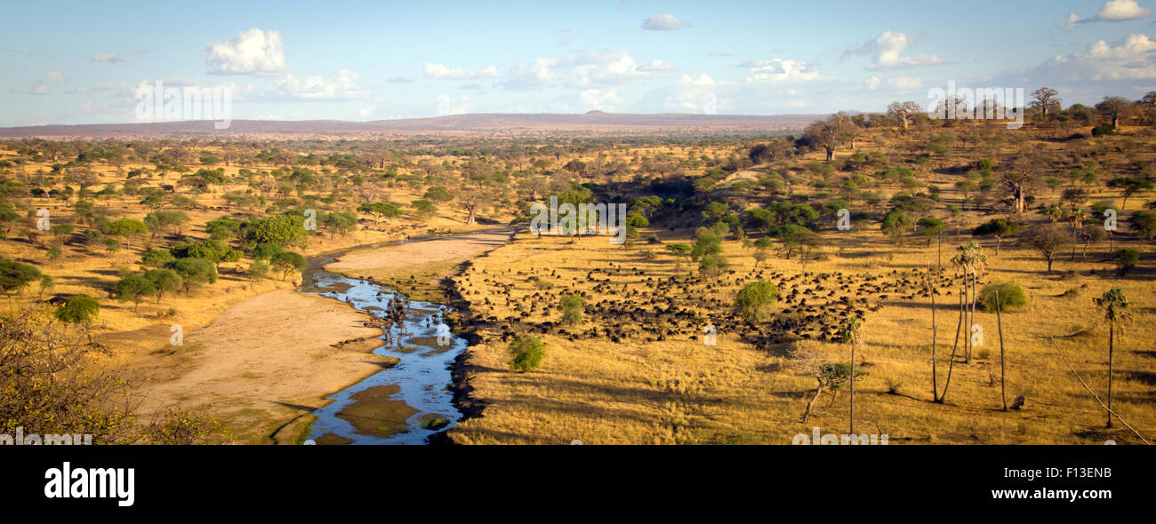 Mandria di bufali pascolano al Parco Nazionale di Tarangire e Panorama, Manyara in Tanzania Foto Stock
