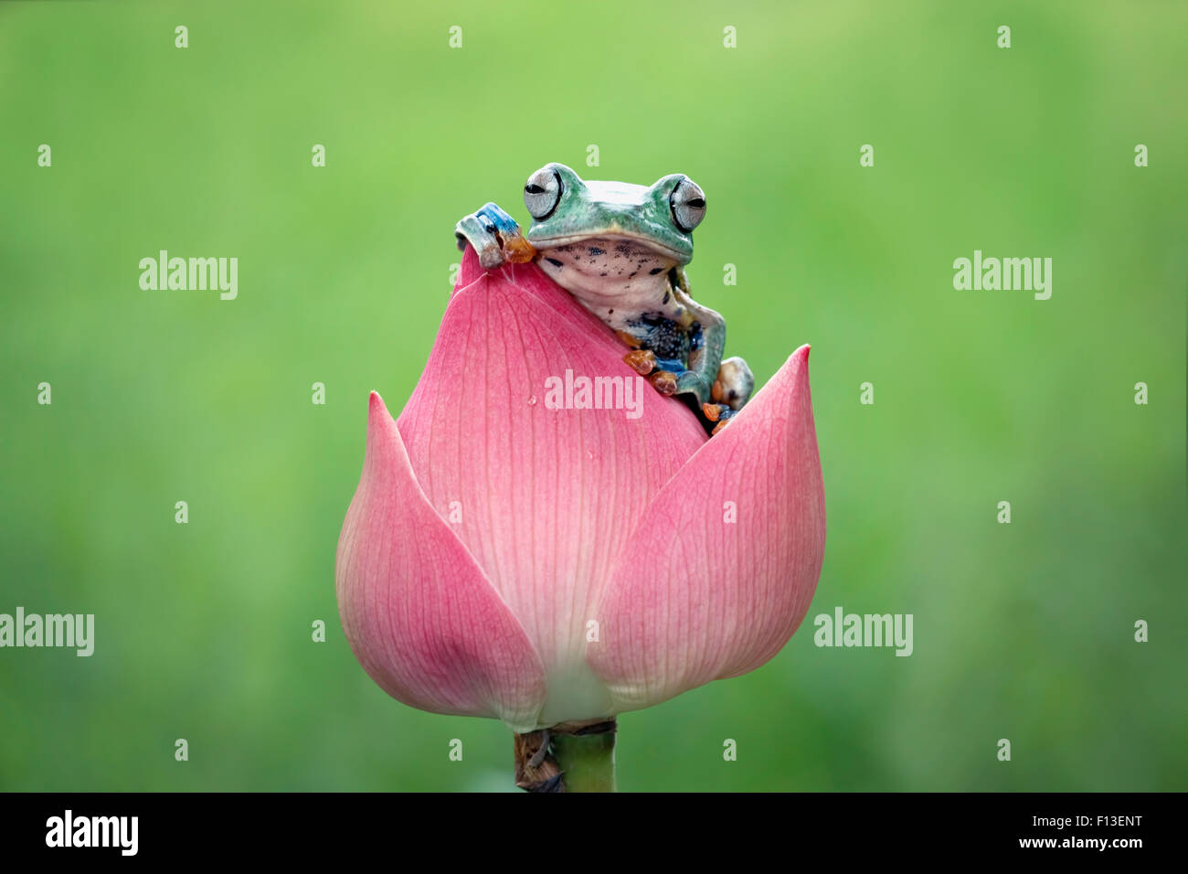 Iavan scorrevolezza raganella seduta su un fiore Foto Stock
