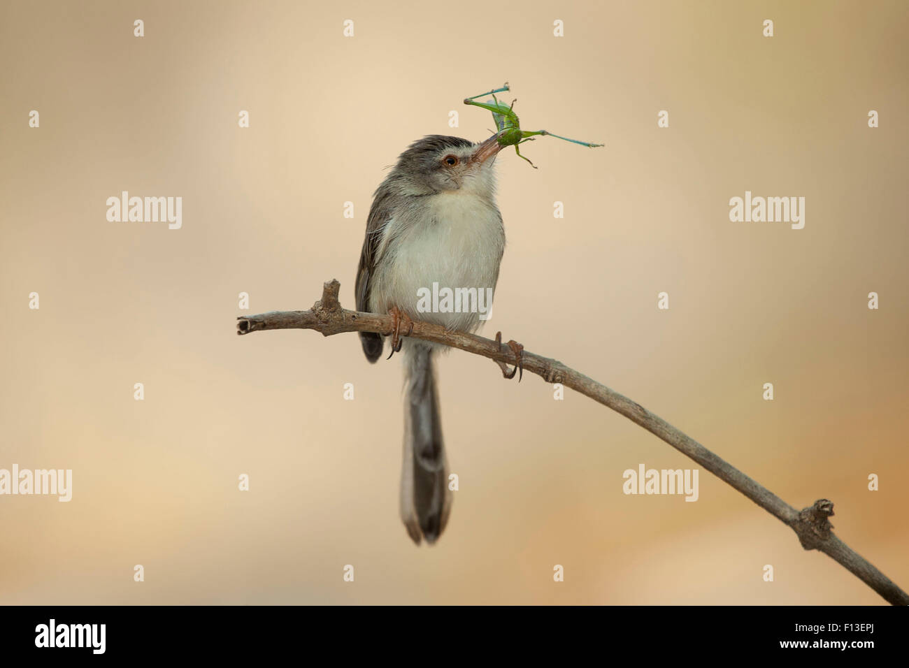 Bird mangiare un insetto Jember, East Java, Indonesia Foto Stock