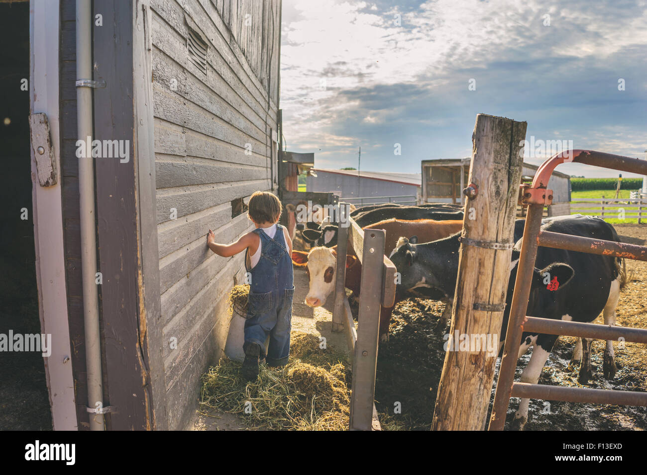 Ragazzo l' alimentazione del bestiame in una fattoria Foto Stock