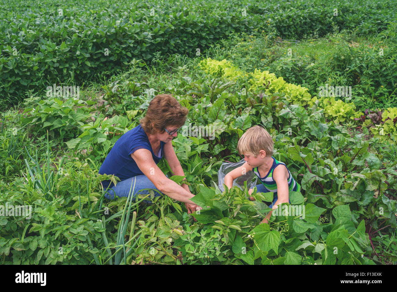 Ragazzo aiutare sua nonna in campo vegetale Foto Stock