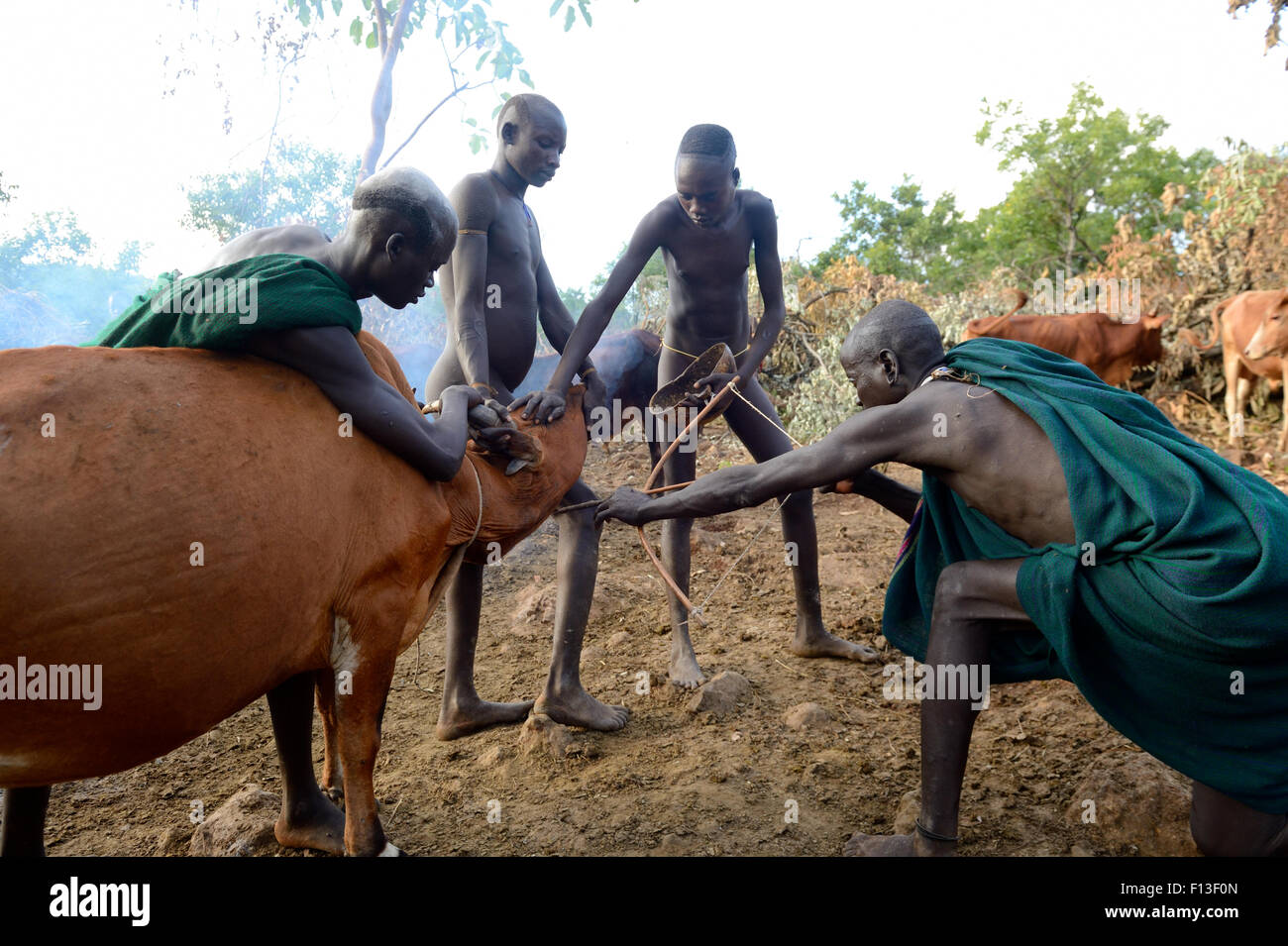 Bovini herder della Suri / tribù Surma con arco e frecce per drenare il sangue dalla vena giugulare di una vacca da bere. Omo river Valley, Etiopia, settembre 2014. Foto Stock