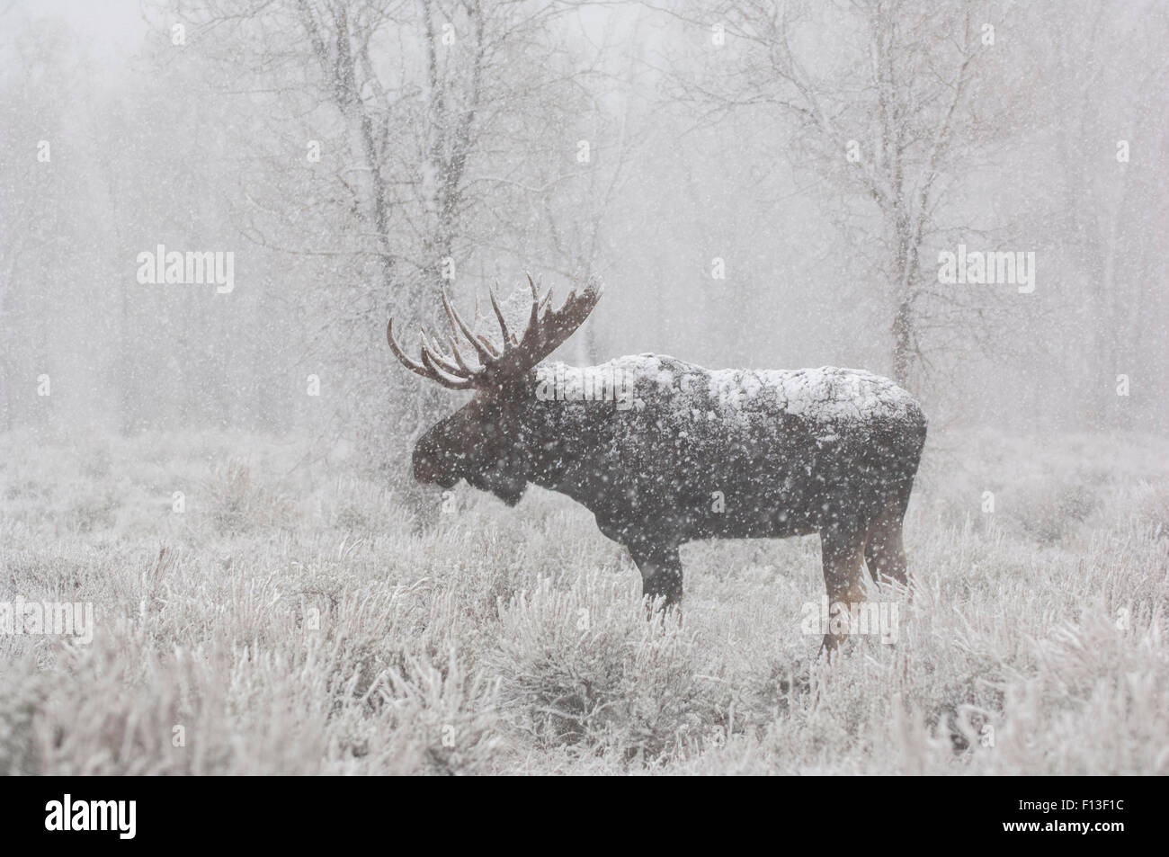 Alci (Alces americanus) toro in forte nevicata, Grand Teton National Park, Wyoming USA, ottobre. Foto Stock