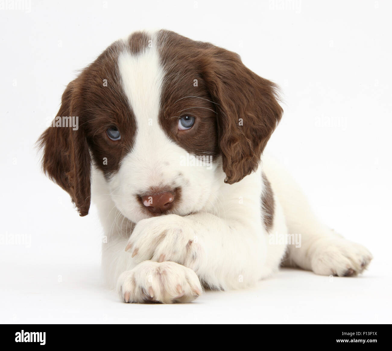 Lavorando English Springer Spaniel cucciolo, 6 settimane, giacente con zampe incrociate. Foto Stock