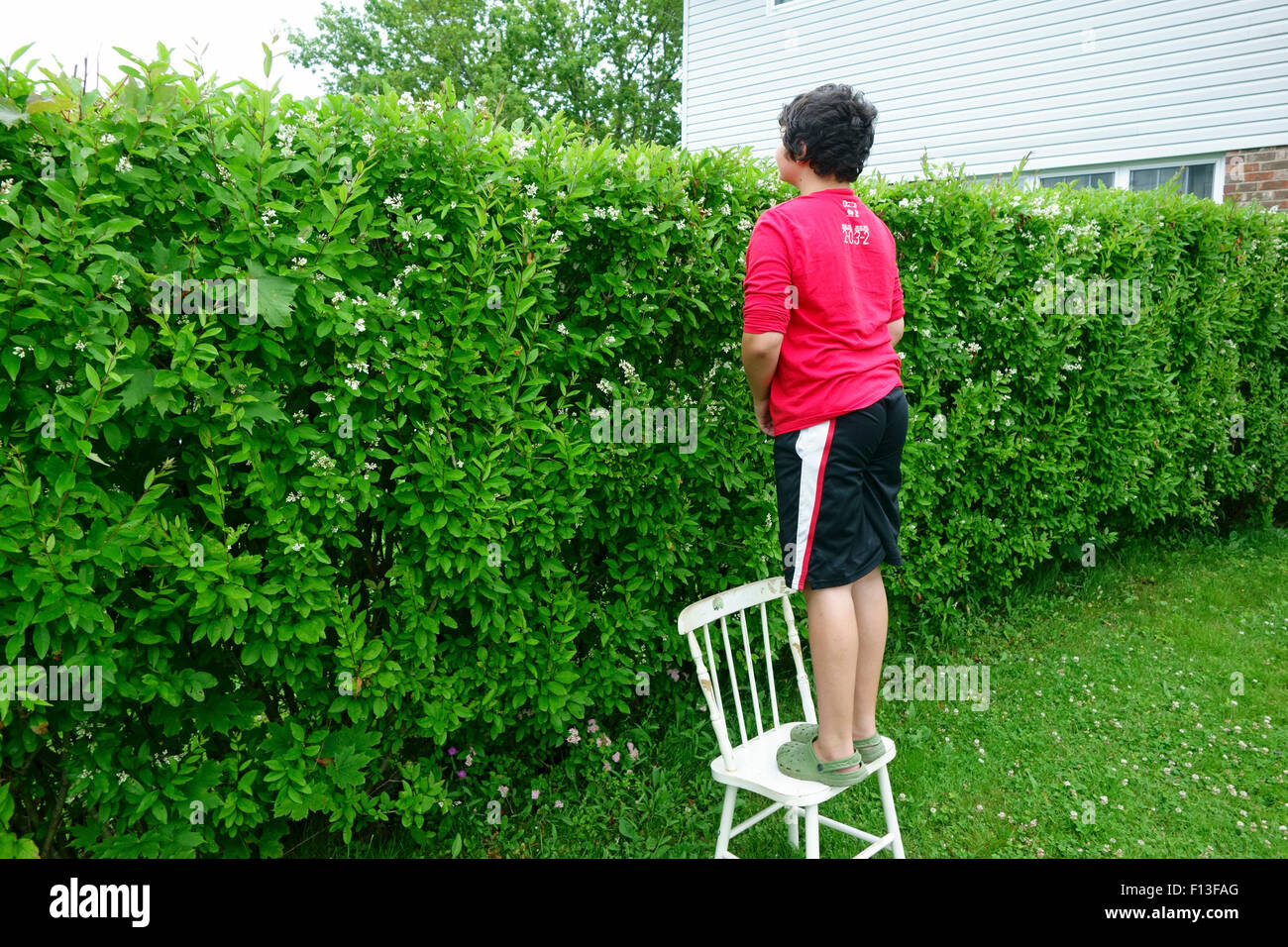 Un ragazzo di dodici anni in piedi su una sedia e guardando sopra una siepe di recinzione di riga per vedere che cosa è sull'altro lato Foto Stock
