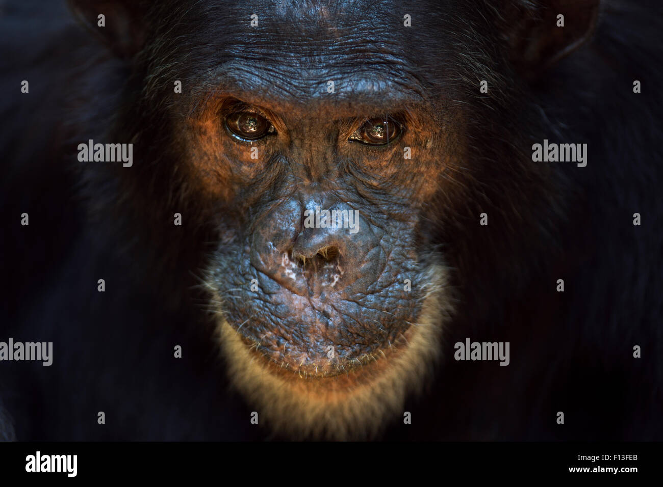 Scimpanzé orientale (Pan troglodytes schweinfurtheii) maschio "Freud' invecchiato 40 anni ritratto di testa. Gombe. Parco Nazionale, Tanzania. Foto Stock