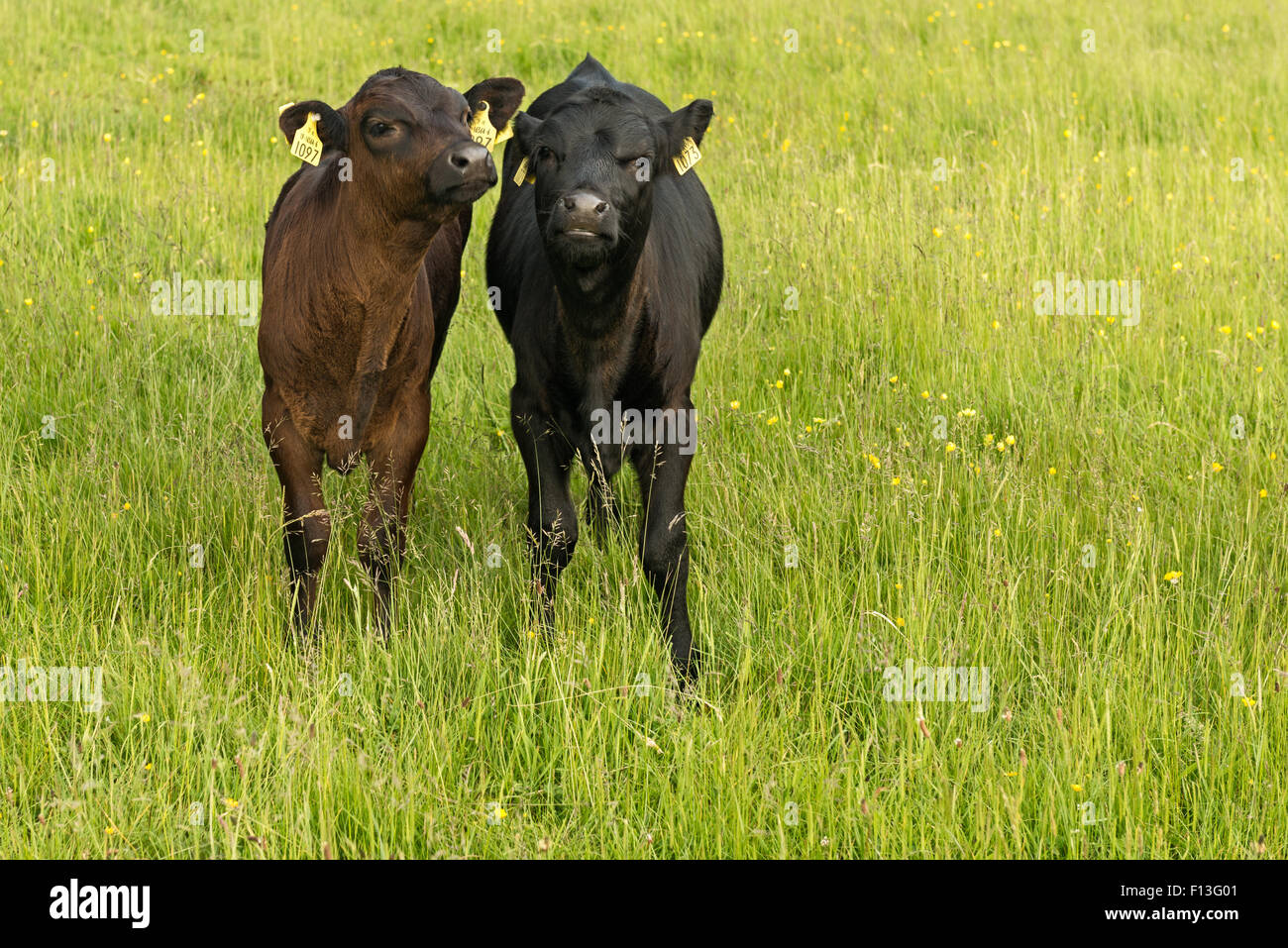 Due vitelli di bufalo di bestiame Kerry che pascolano su pascoli agricoli nel Killarney National Park, County Kerry, Irlanda Foto Stock