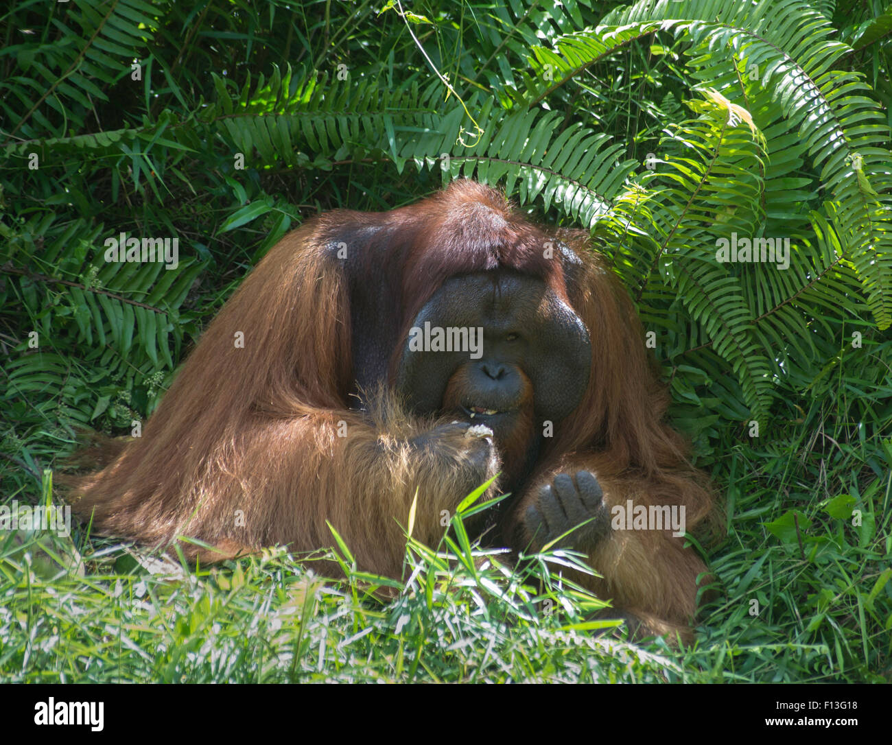 Maschio flangiato Bornean orangutan Foto Stock