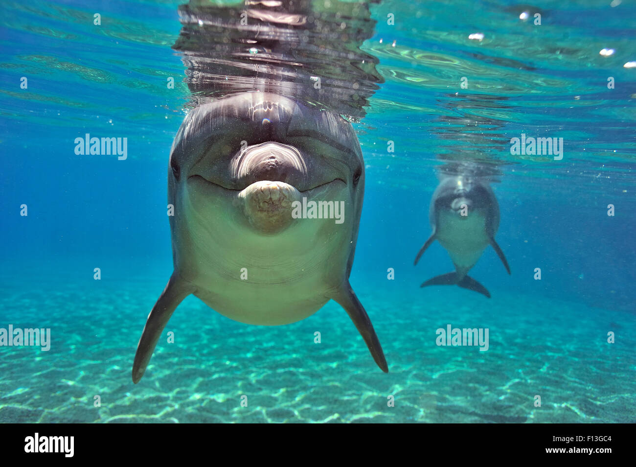 I delfini (tursiops truncatus) si avvicina con curiosità, Dolphin Reef, Eilat, Israele. Mar Rosso. Foto Stock