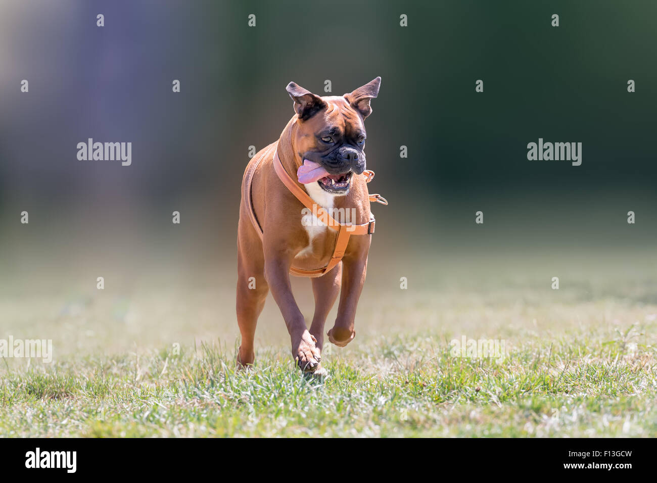 Tedesco cane boxer in esecuzione a un parco. Foto Stock