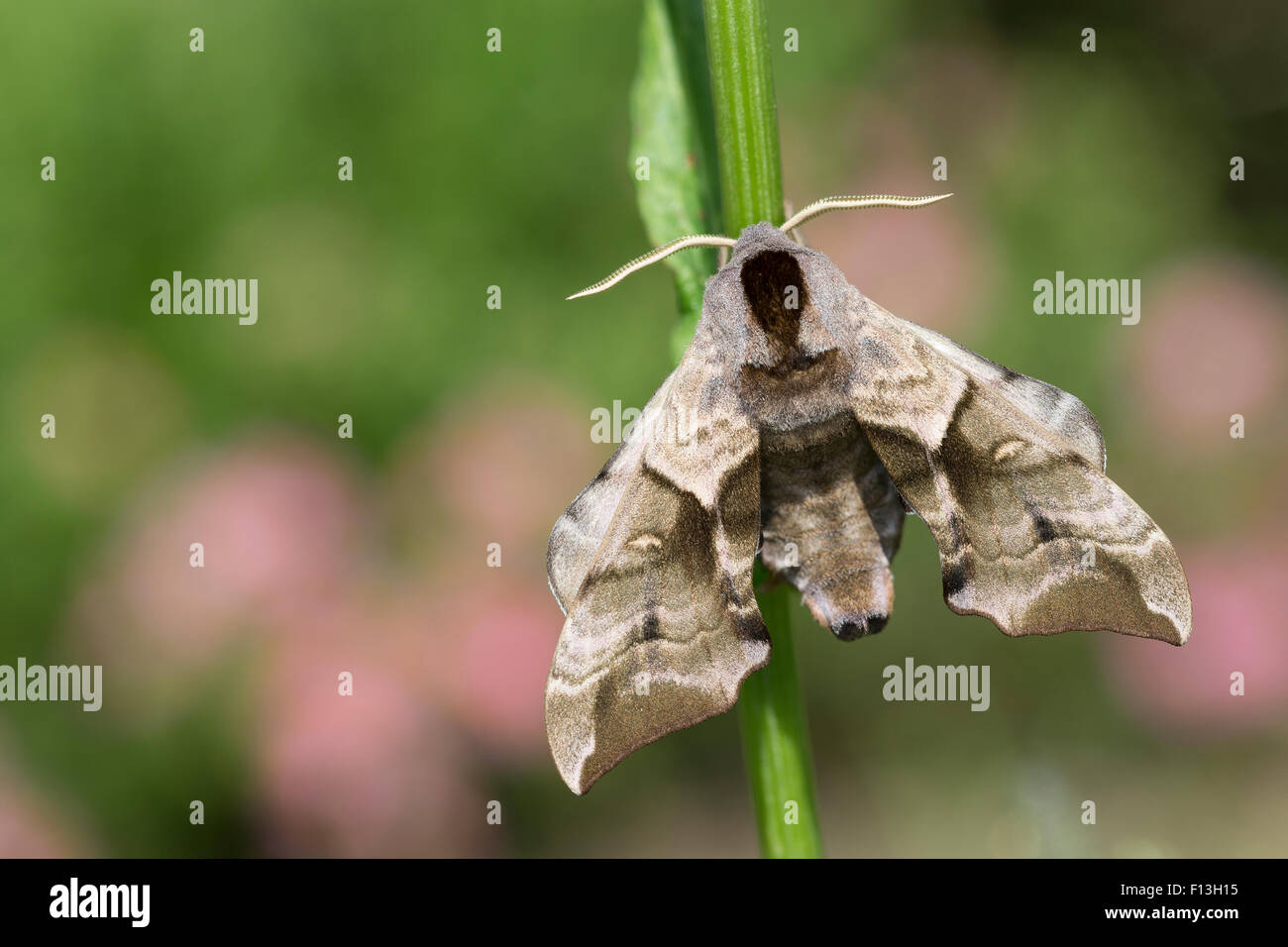 Eyed Hawk-Moth, Eyed Hawkmoth, Abendpfauenauge, Abend-Pfauenauge, Smerinthus ocellata, Smerinthus ocellatus, Le Sphinx demi-paon Foto Stock