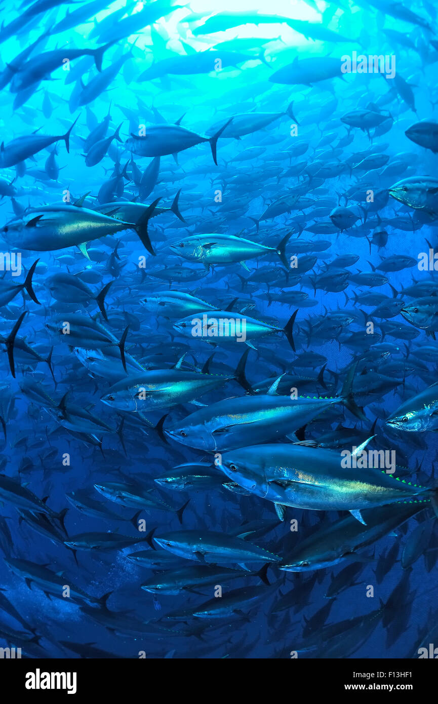 Atlantic tonno rosso (Thunnus thynnus) nella fattoria di tonno, contenente circa 1000 al netto. Saint Paul Bay, Malta. Mare Mediterraneo. Foto Stock