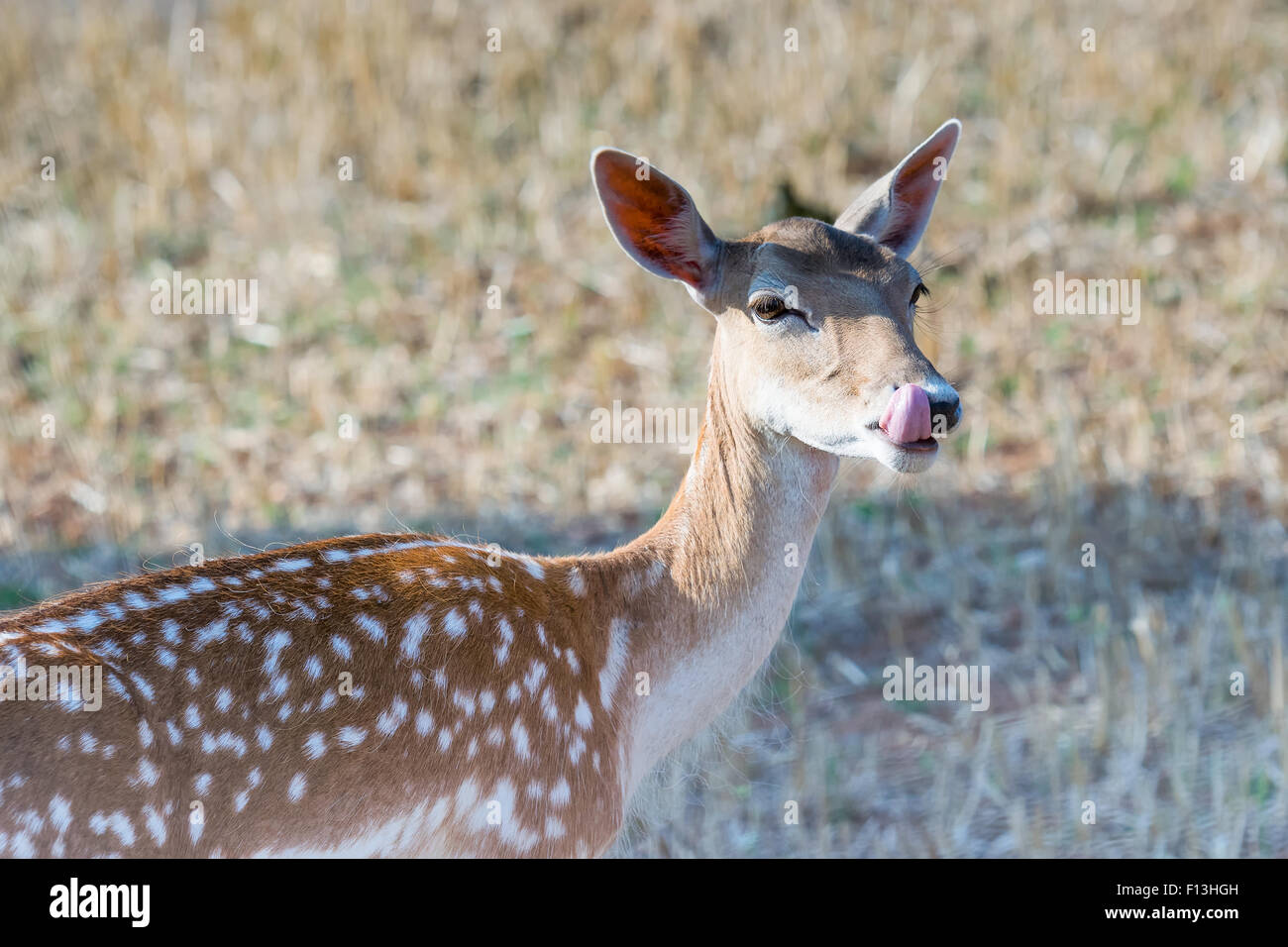 Divertente ritratto di un cervo. Foto Stock
