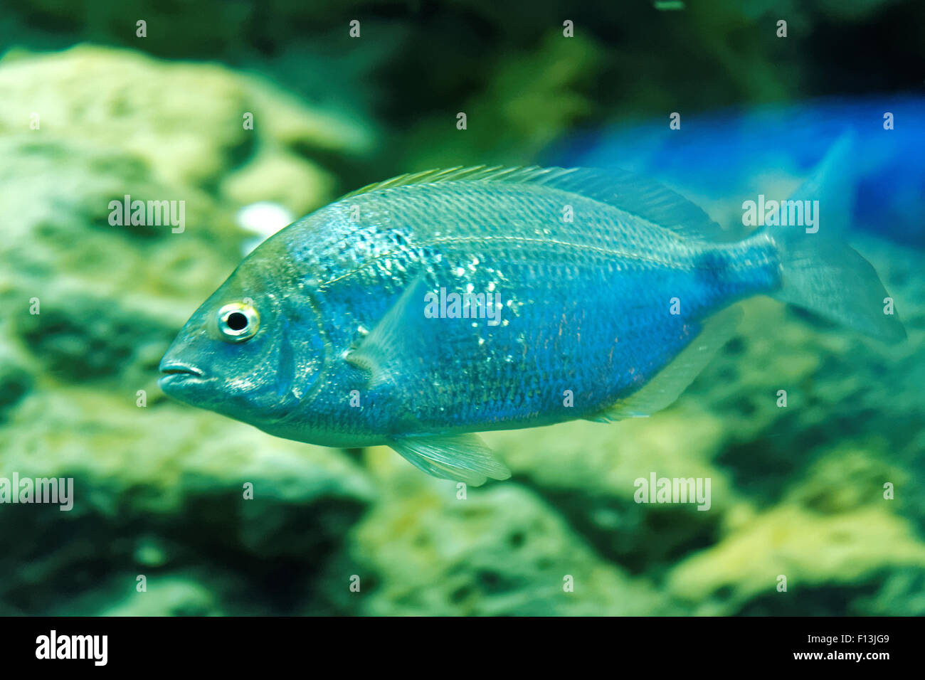 Sarpa salpa, noto comunemente come salpe, salpe porgy, mucca orate o goldline, è una specie di orate di mare. Foto Stock