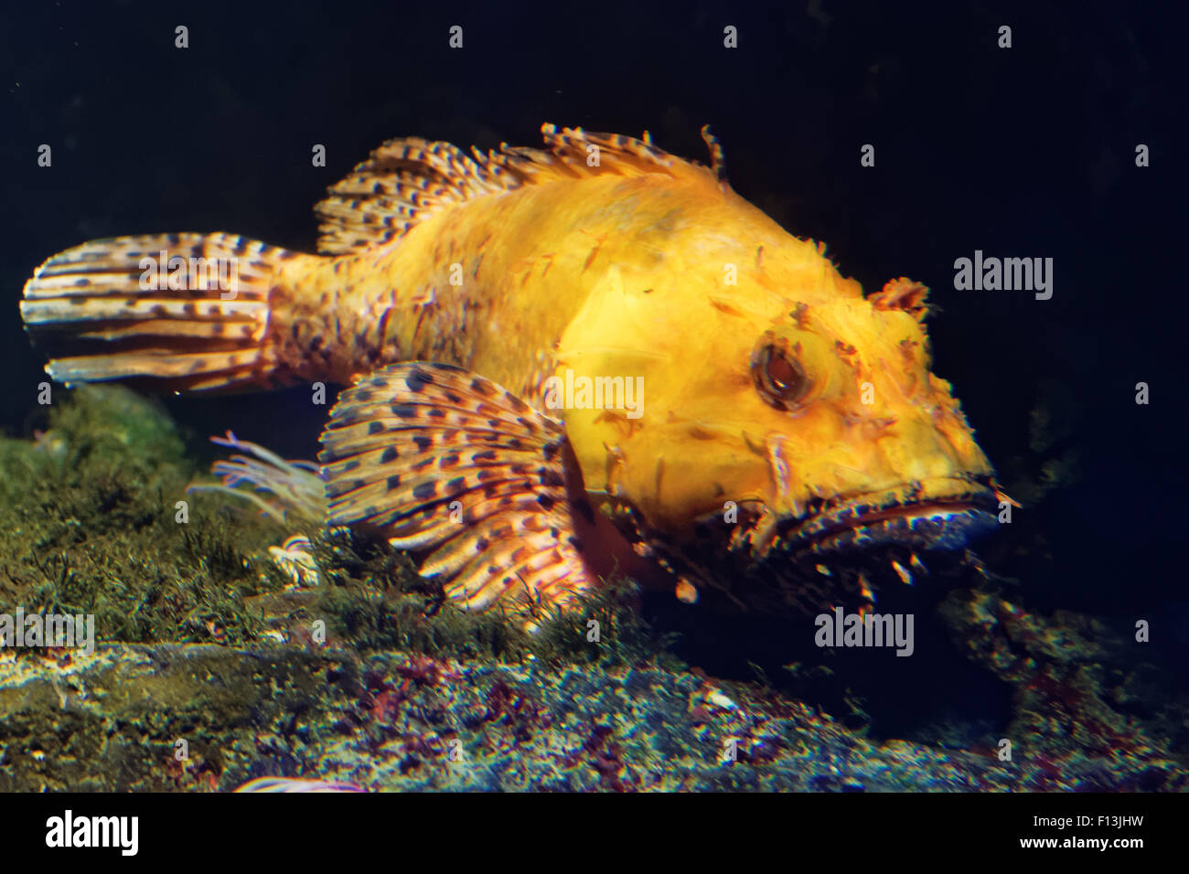 Scorpaena scrofa, nome comune red scorfani, Bigscale scorfani, o di grande scala Scorpion Fish è un infame marine sp Foto Stock