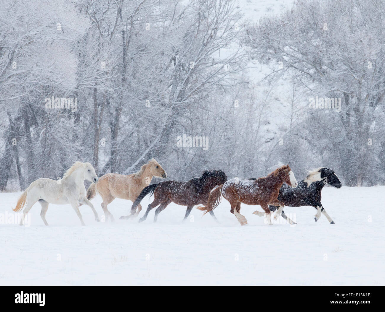 Quarter Horses in esecuzione nella neve al ranch, Shell, Wyoming negli Stati Uniti, febbraio. Foto Stock