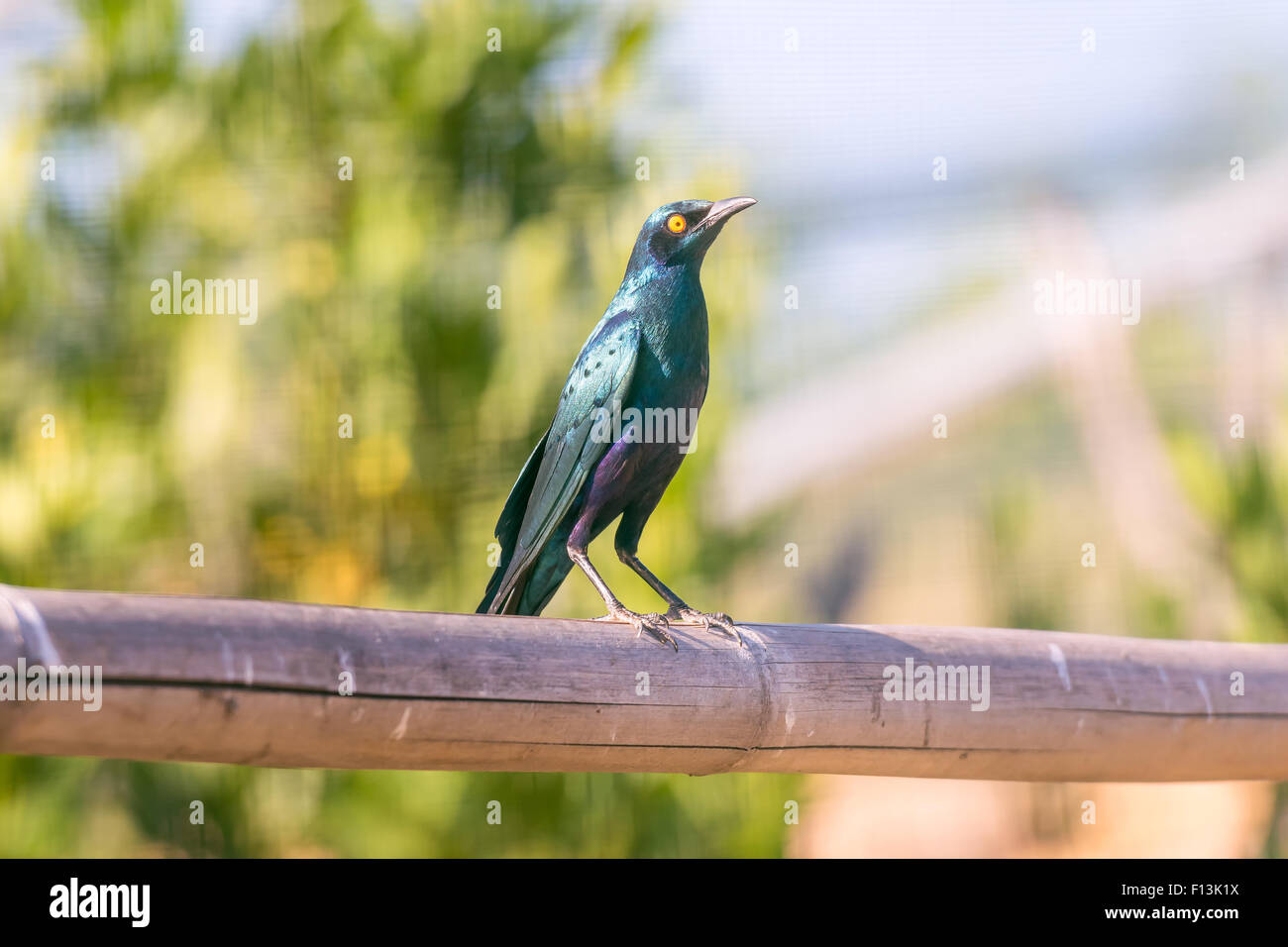 Blu lucida eared Starling sta eretta su un ramo. Foto Stock