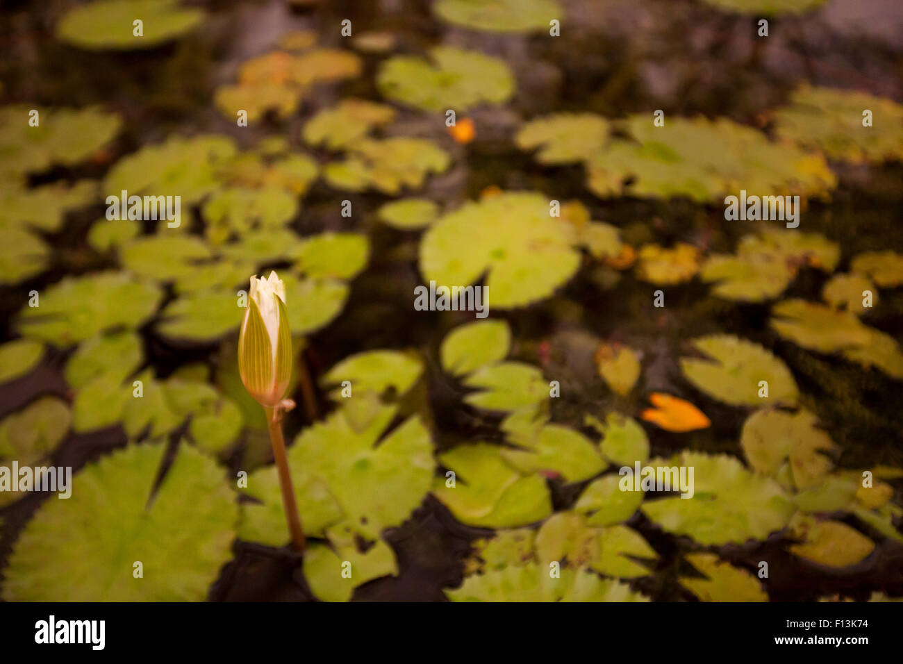 Gemma di loto in un laghetto di loto in un lago di Mumbai. Foto Stock