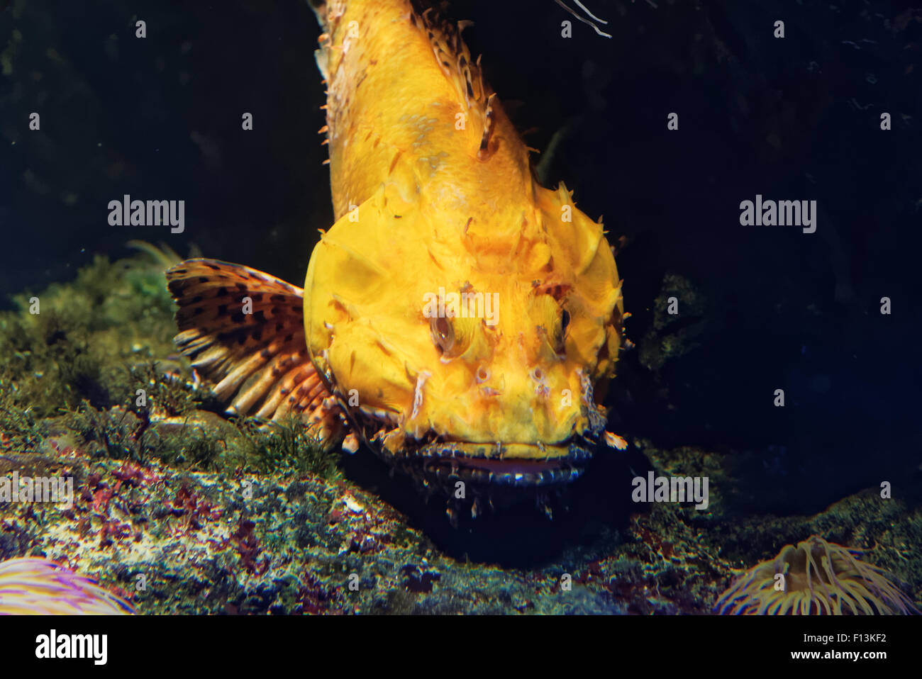 Scorpaena scrofa, nome comune red scorfani, Bigscale scorfani, o di grande scala Scorpion Fish è un infame marine sp Foto Stock