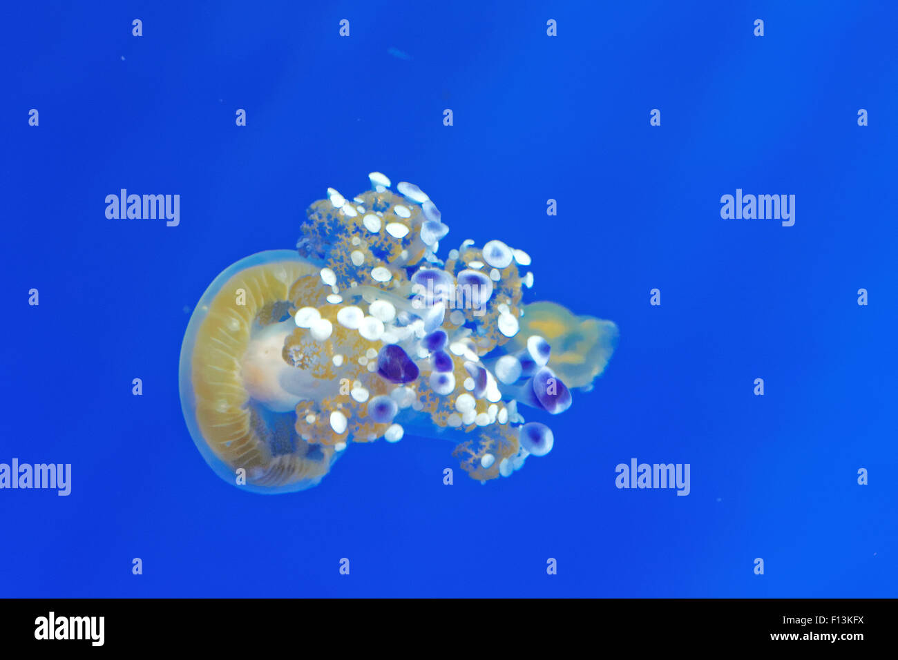 Phyllorhiza punctata è una specie di meduse, noto anche come la campana galleggiante, Australian spotted meduse o il bianco-spott Foto Stock