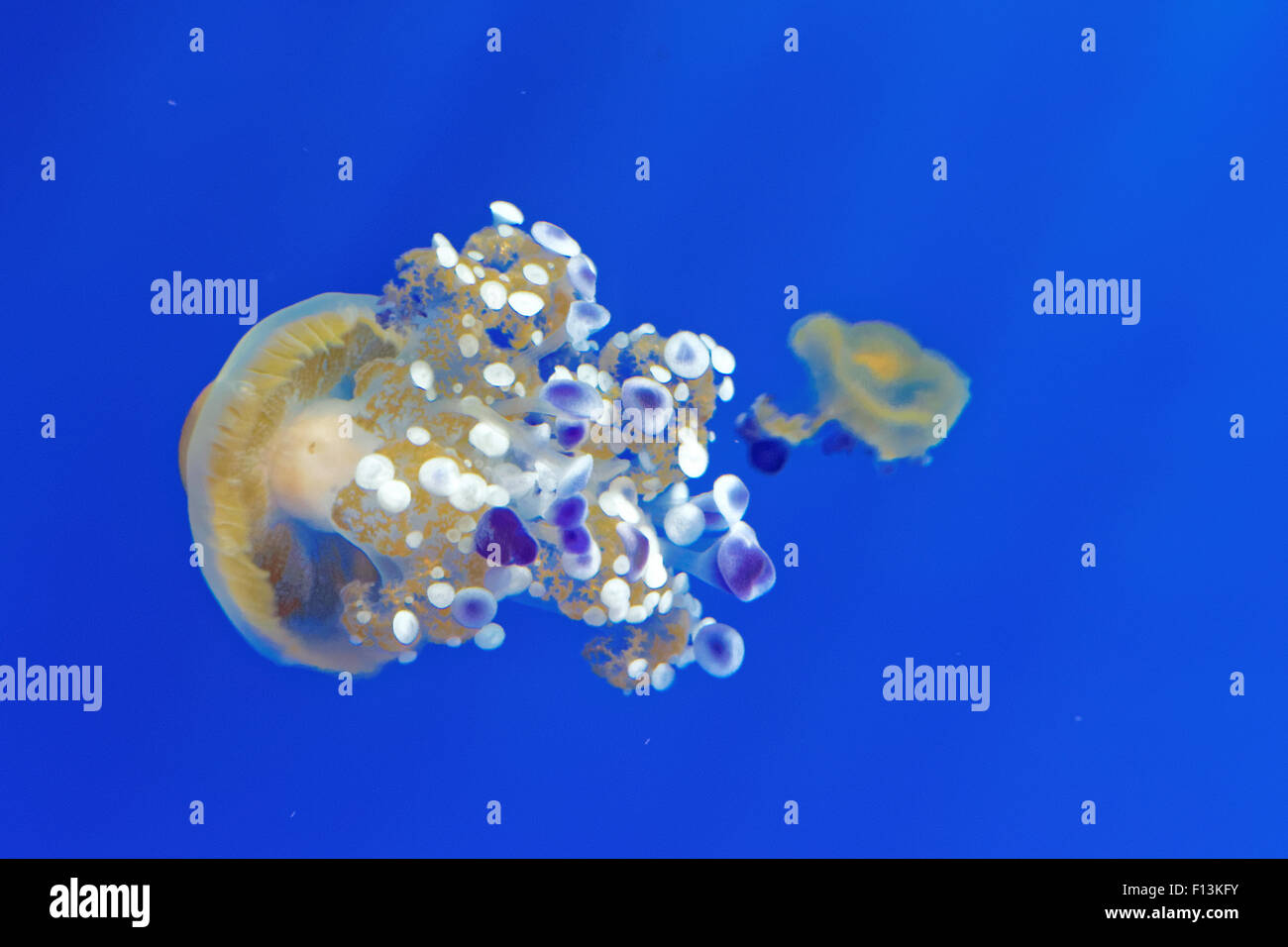Phyllorhiza punctata è una specie di meduse, noto anche come la campana galleggiante, Australian spotted meduse o il bianco-spott Foto Stock
